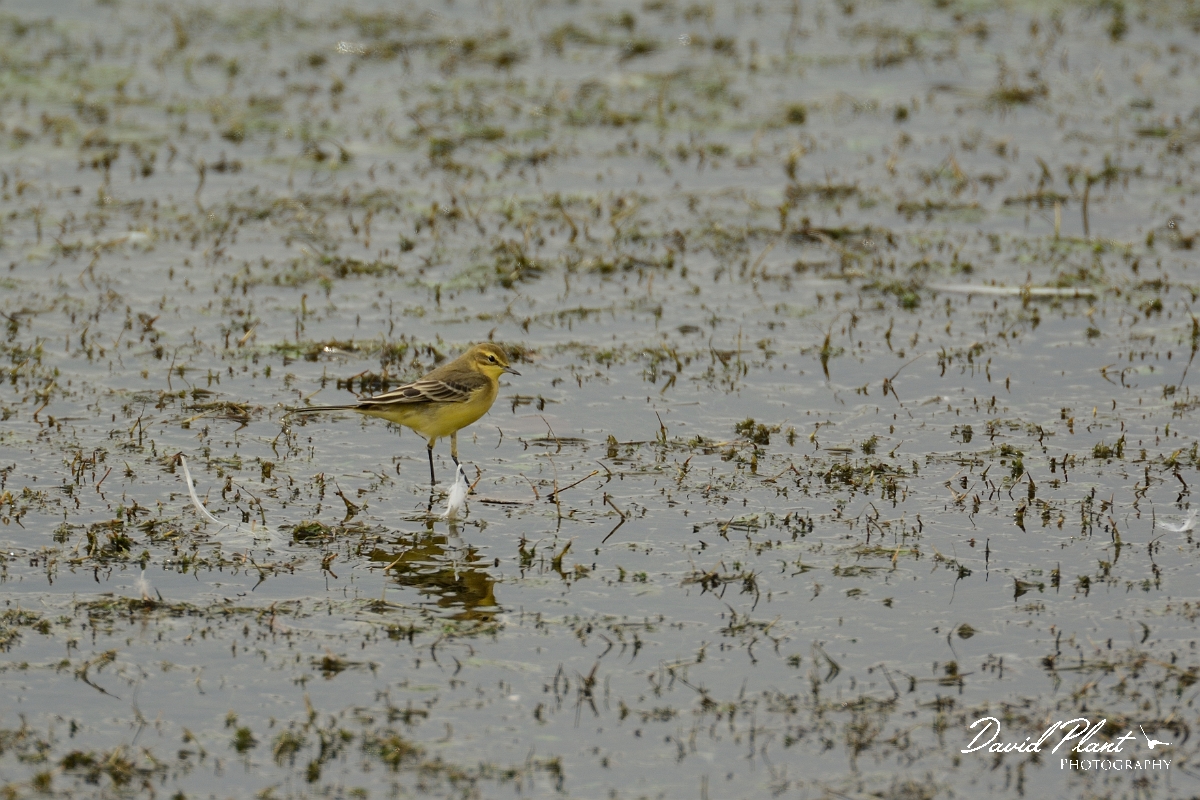 David Plant Photography - Wildlife Photography - Yellow wagtail - C.jpg - Yellow wagtail - Rutland