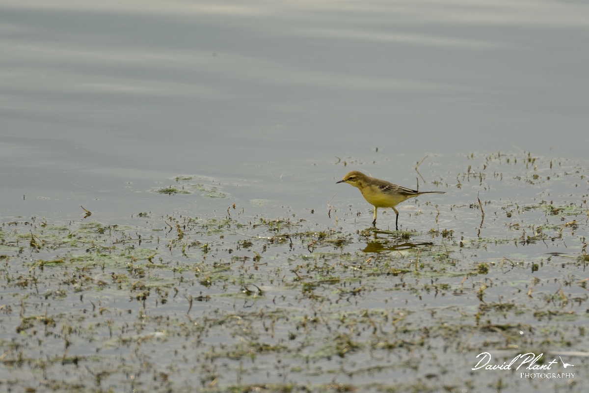David Plant Photography - Wildlife Photography - Yellow wagtail - D.jpg - Yellow wagtail at waters edge - Rutland