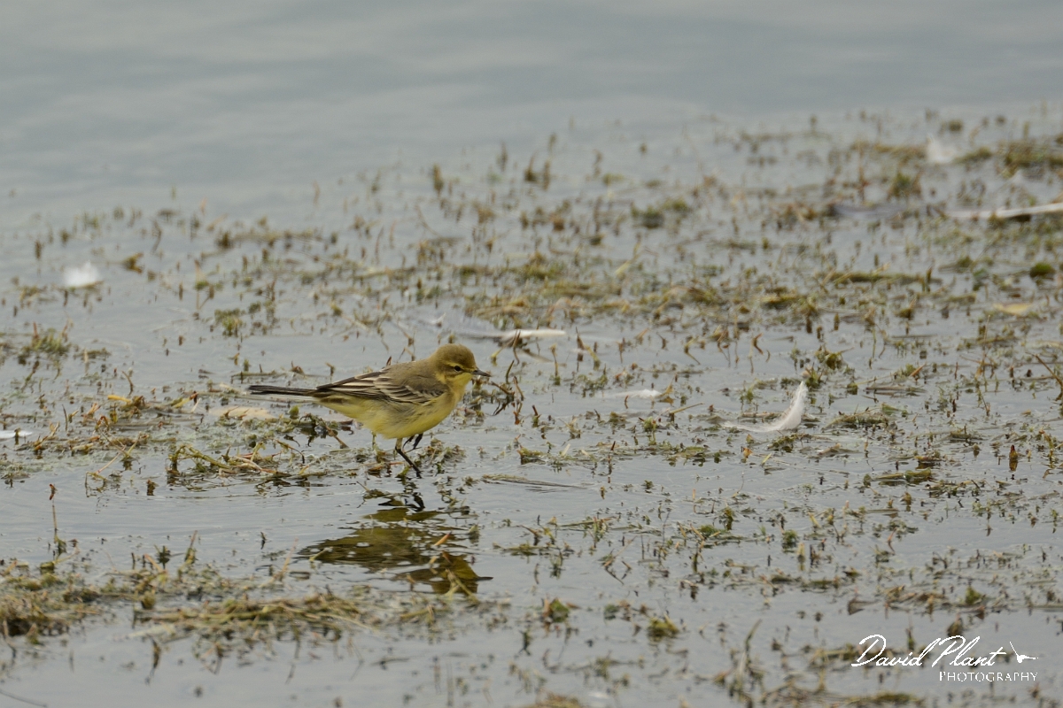 David Plant Photography - Wildlife Photography - Yellow wagtail - E.jpg - Yellow wagtail - Rutland