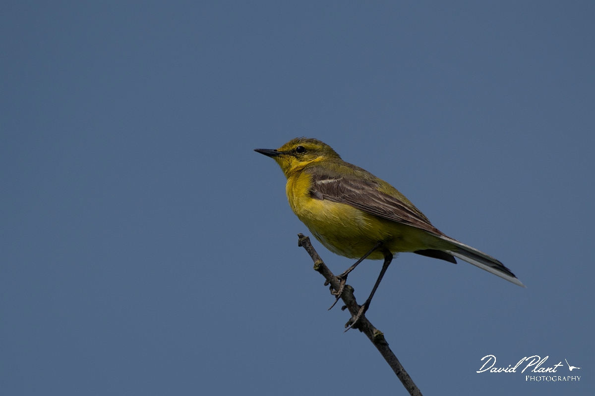 David Plant Photography - Wildlife Photography - Yellow wagtail - F.JPG - Yellow wagtail, male - Kent