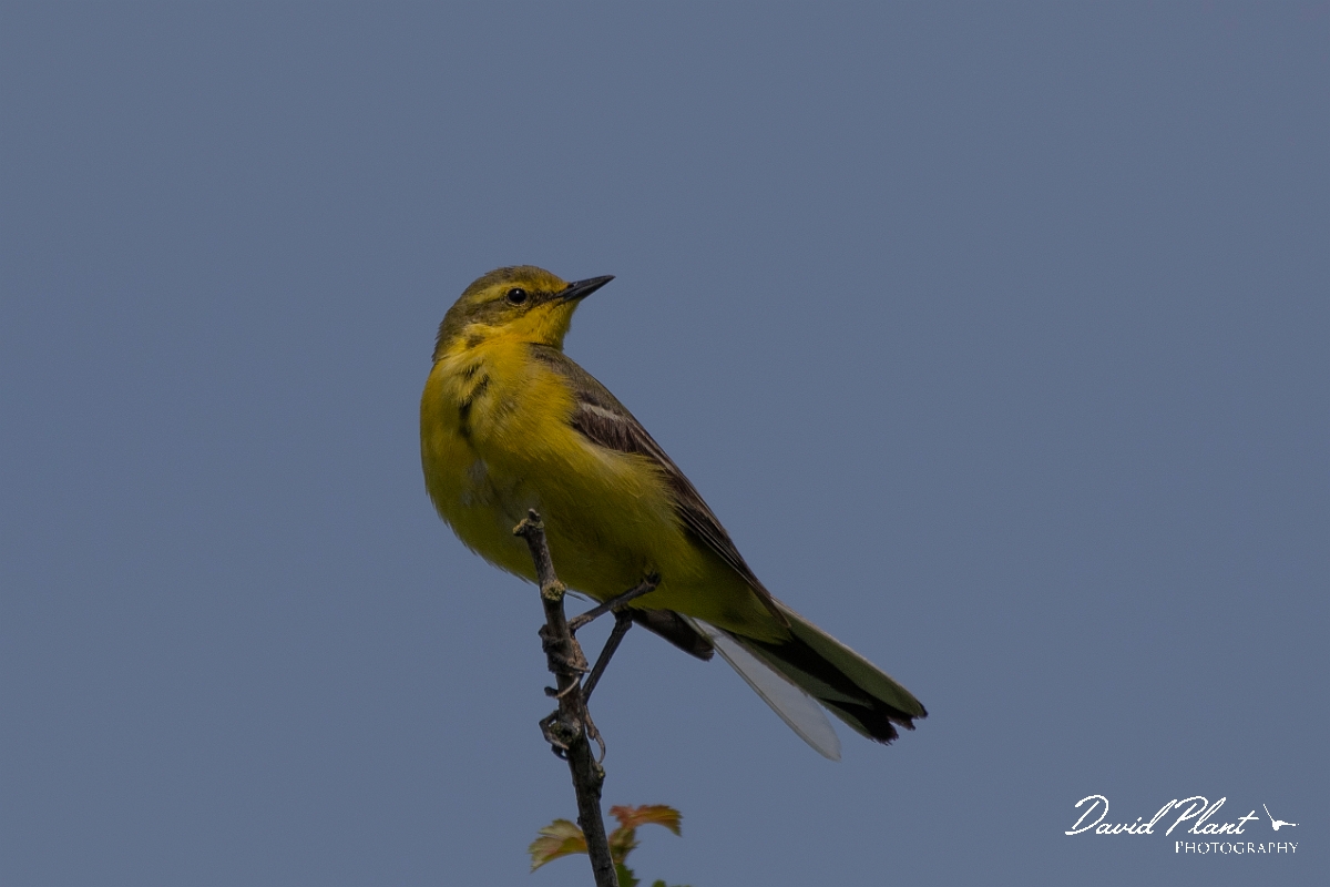 David Plant Photography - Wildlife Photography - Yellow wagtail - H.JPG - Yellow wagtail, male - Kent