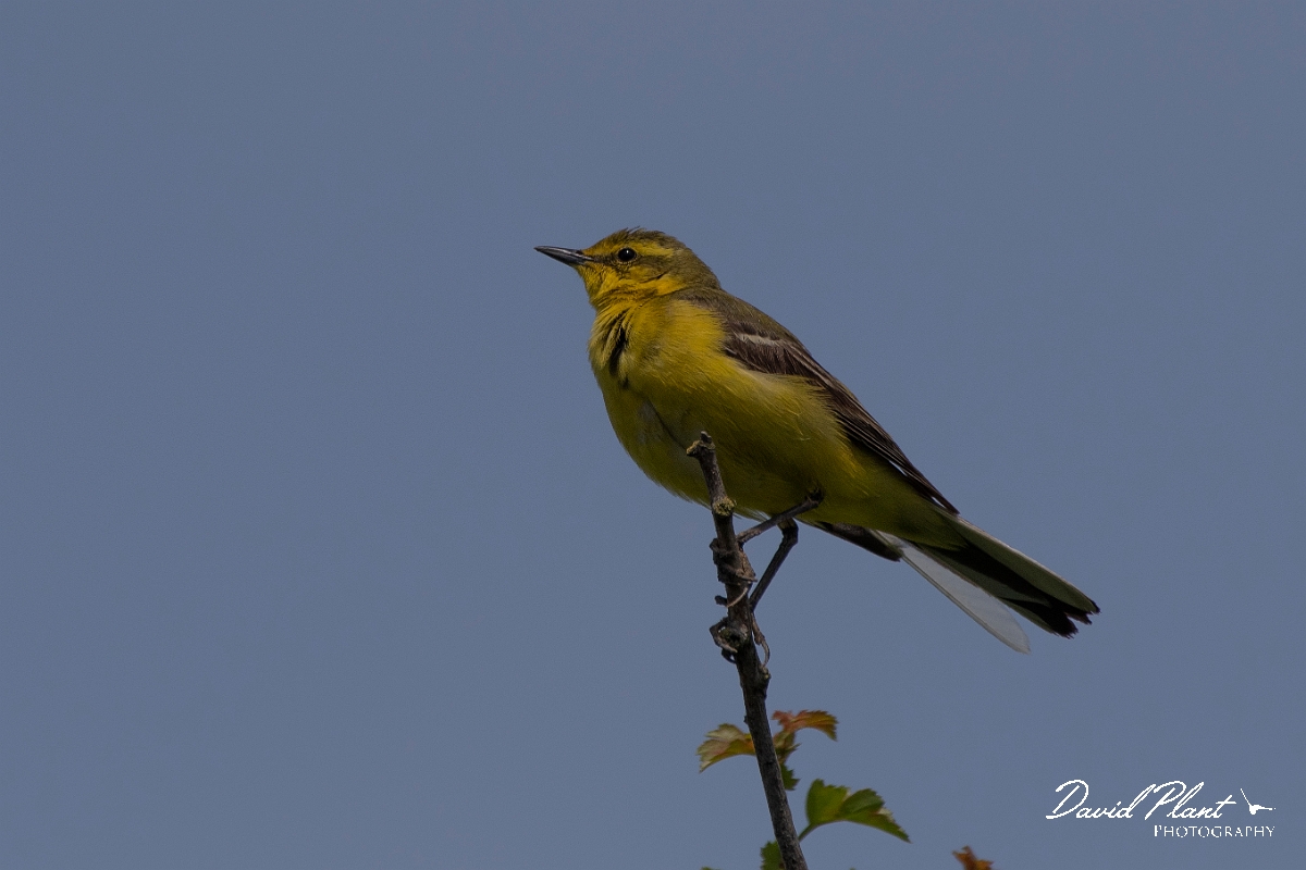 David Plant Photography - Wildlife Photography - Yellow wagtail - J.JPG - Yellow wagtail, male - Kent