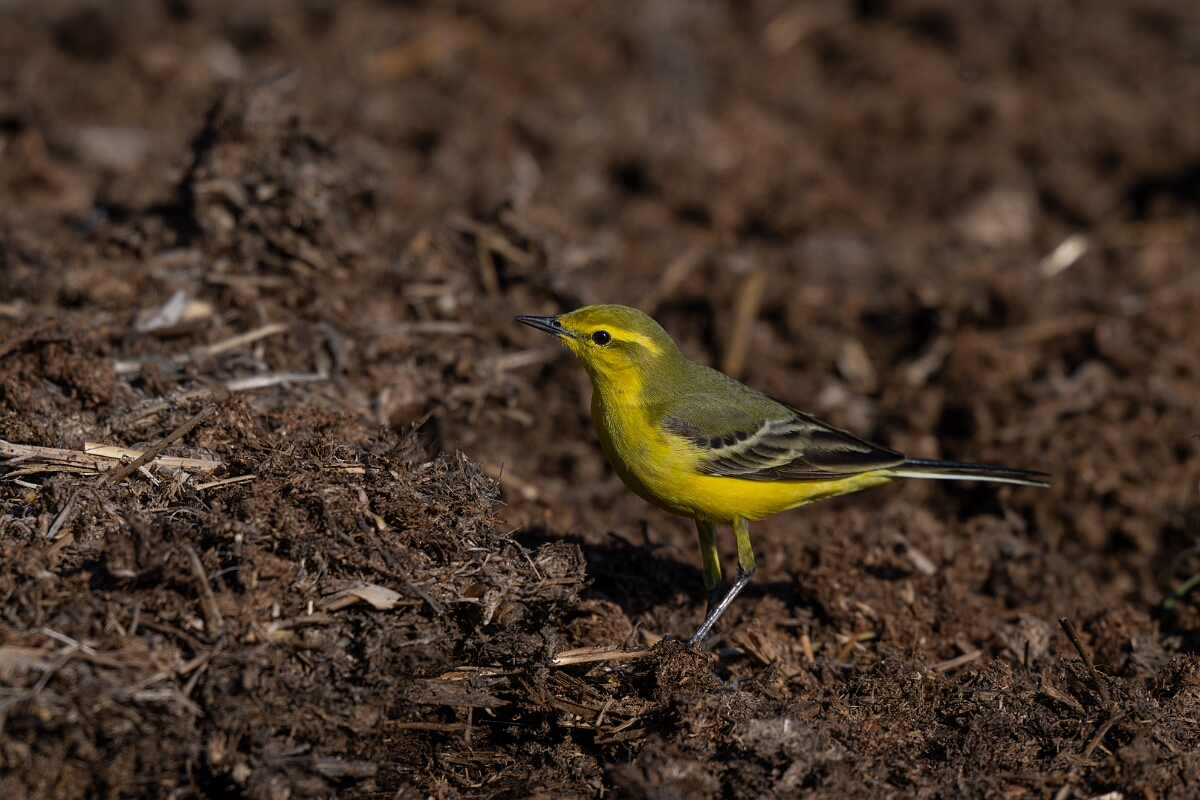 David Plant Photography - Wildlife Photography - Yellow wagtail - L.jpg - Yellow wagtail, Motacilla flava flavissima - Hertfordshire