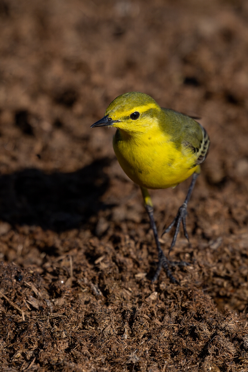 David Plant Photography - Wildlife Photography - Yellow wagtail - M.jpg - Yellow wagtail, Motacilla flava flavissima - Hertfordshire