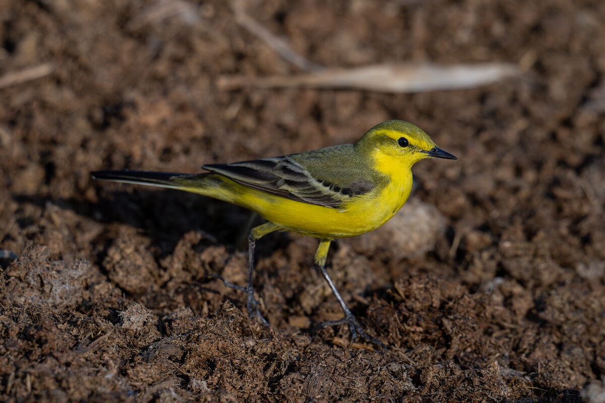 David Plant Photography - Wildlife Photography - Yellow wagtail - P.jpg - Yellow wagtail, Motacilla flava flavissima - Hertfordshire