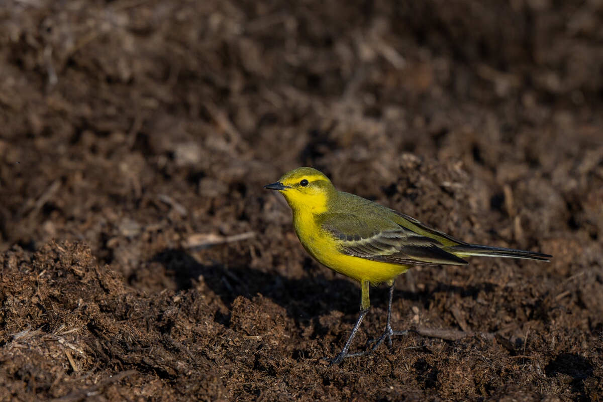 David Plant Photography - Wildlife Photography - Yellow wagtail - R.jpg - Yellow wagtail, Motacilla flava flavissima - Hertfordshire