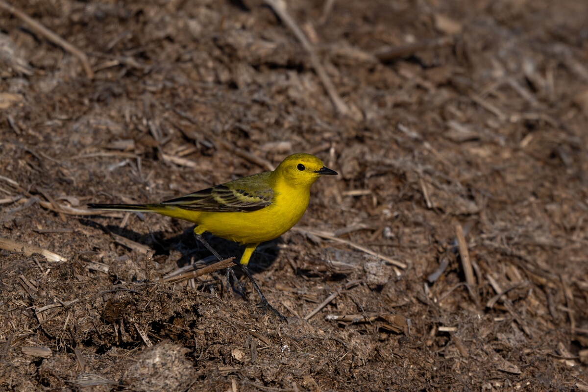 David Plant Photography - Wildlife Photography - Yellow wagtail - S.jpg - Yellow wagtail, Motacilla flava flavissima - Hertfordshire