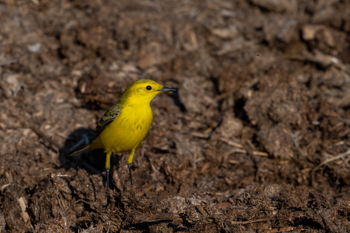 David Plant Photography - Wildlife Photography - Yellow wagtail - T.jpg - Yellow wagtail, Motacilla flava flavissima - Hertfordshire