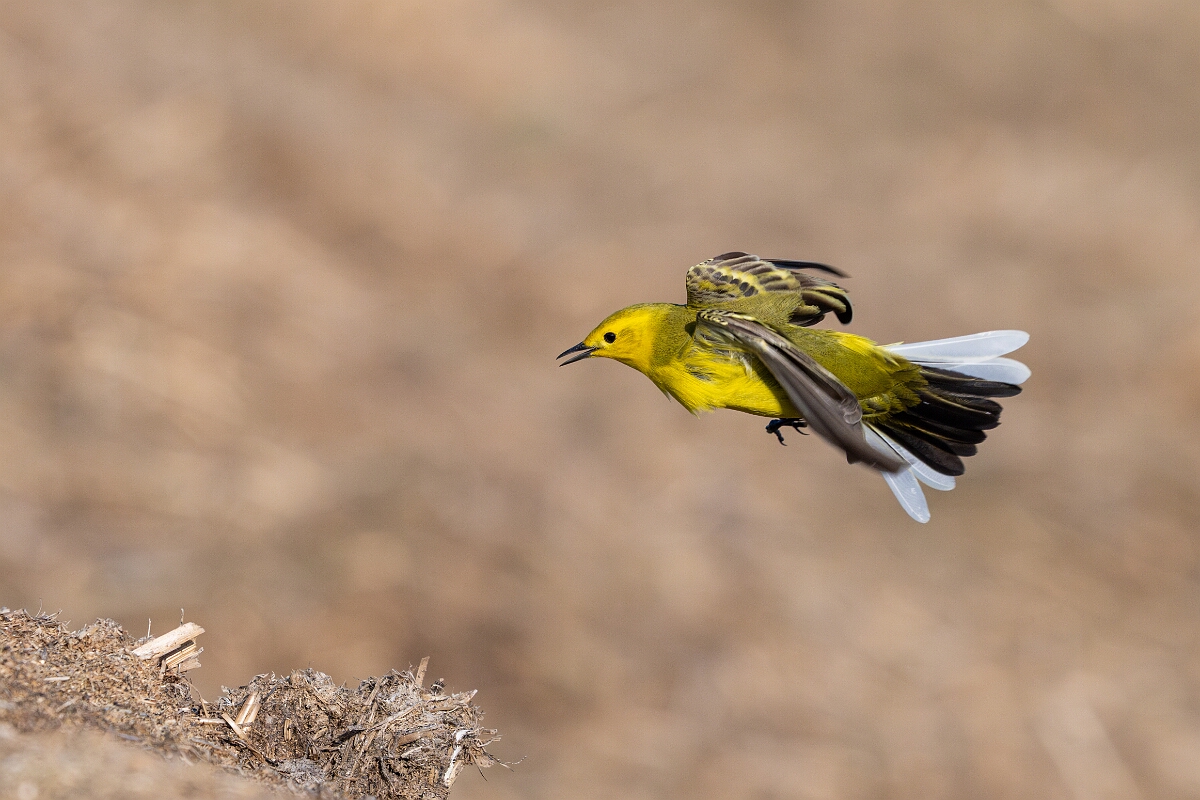 David Plant Photography - Wildlife Photography - Yellow wagtail - U.jpg - Yellow wagtail, Motacilla flava flavissima - Hertfordshire