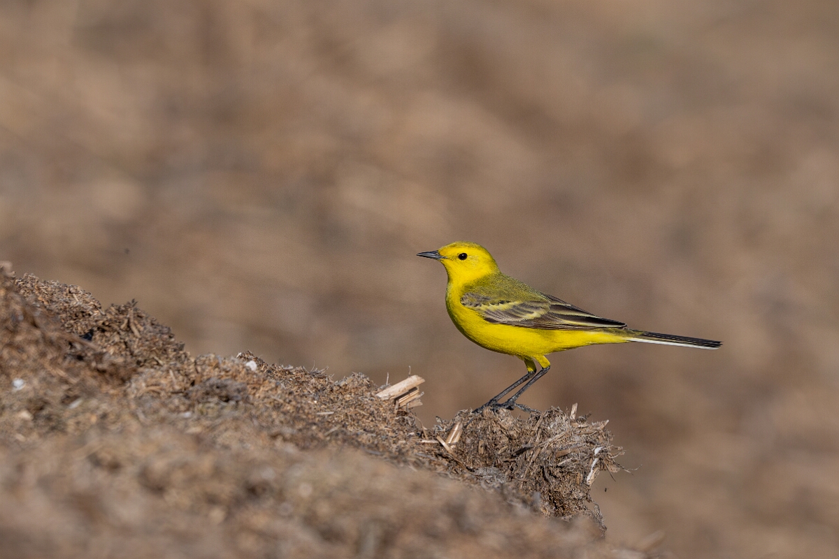 David Plant Photography - Wildlife Photography - Yellow wagtail - V.jpg - Yellow wagtail, Motacilla flava flavissima - Hertfordshire