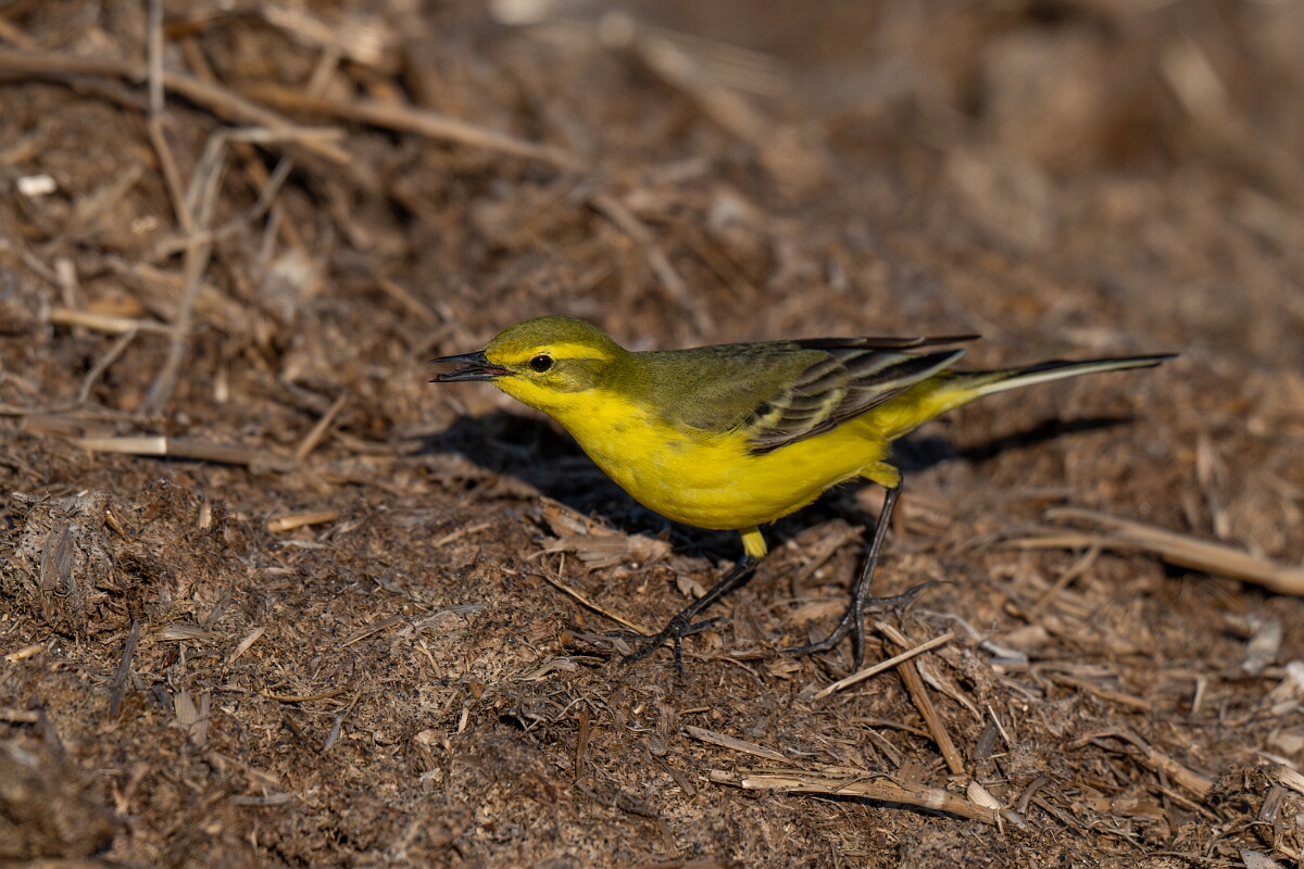 David Plant Photography - Wildlife Photography - Yellow wagtail - X.jpg - Yellow wagtail, Motacilla flava flavissima - Hertfordshire