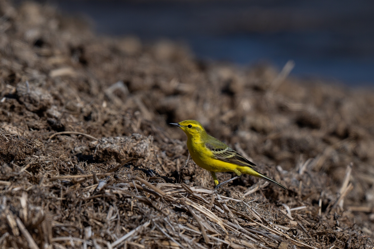 David Plant Photography - Wildlife Photography - Yellow wagtail - Z.jpg - Yellow wagtail, Motacilla flava flavissima - Hertfordshire