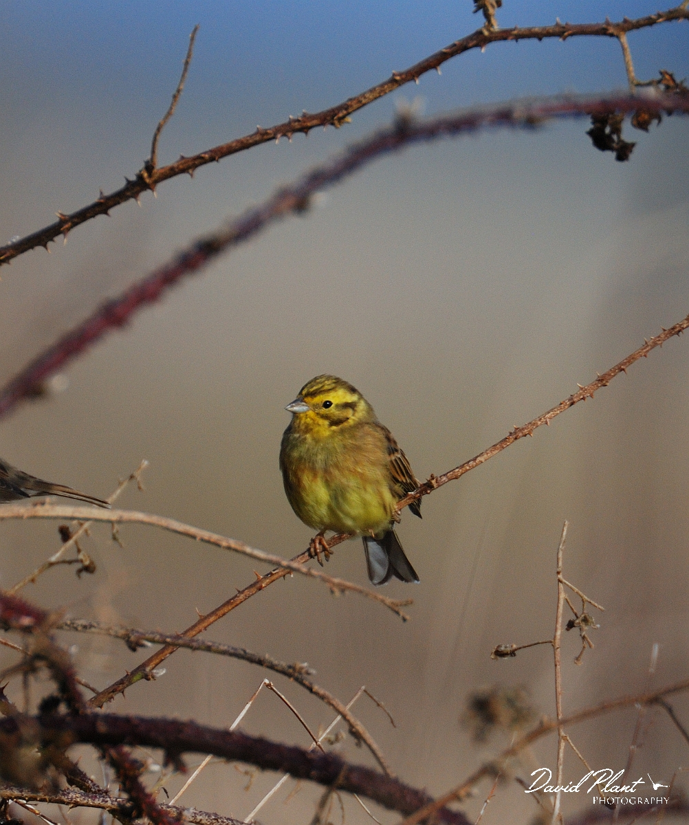 David Plant Photography - Wildlife Photographer - Yellowhammer - A.jpg - Yellowhammer - Gloucestershire