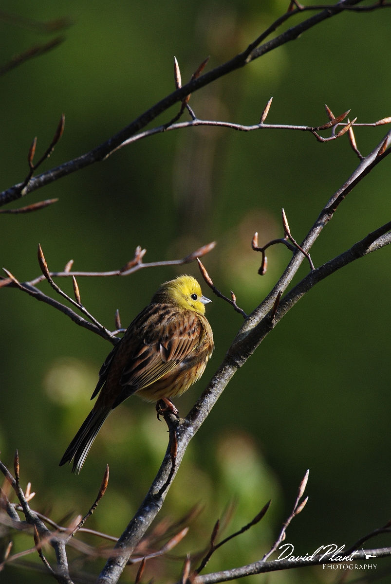 David Plant Photography - Wildlife Photographer - Yellowhammer - B.jpg - Yellowhammer - Cleeve Hill