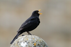 Blackbird