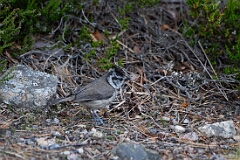 Crested tit