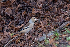 Hawfinch