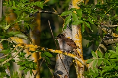 Nightingale