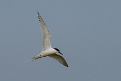 Roseate tern