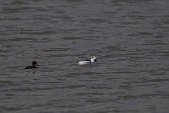 Smew