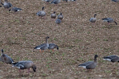 Tundra bean goose