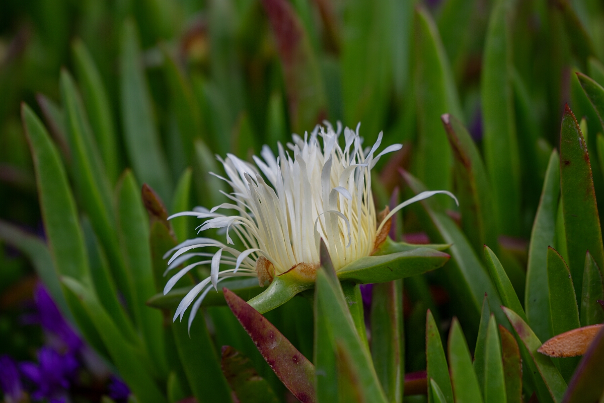David Plant Photography - Wildlife Photography - Hottentot fig - A.jpg - Hottentot fig - Cornwall