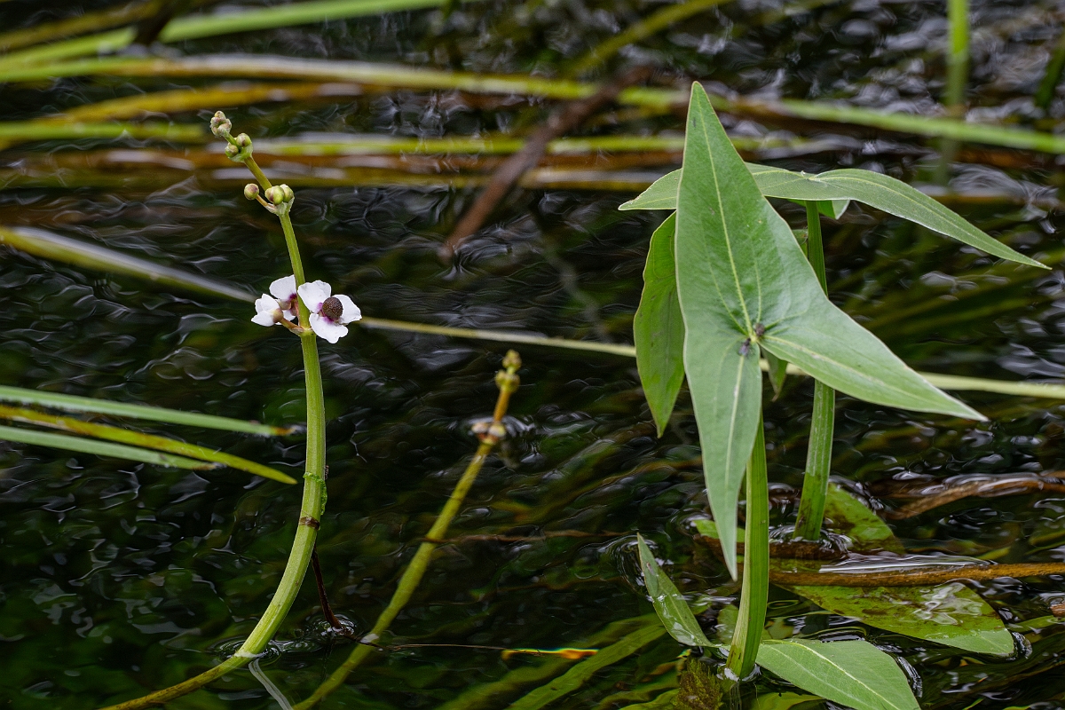 David Plant Photography - Wildlife Photography - Arrowhead - A.jpg - Arrowhead - Norfolk