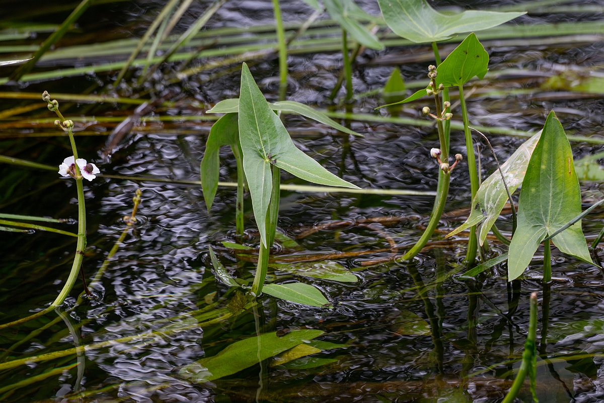 David Plant Photography - Wildlife Photography - Arrowhead - B.jpg - Arrowhead - Norfolk