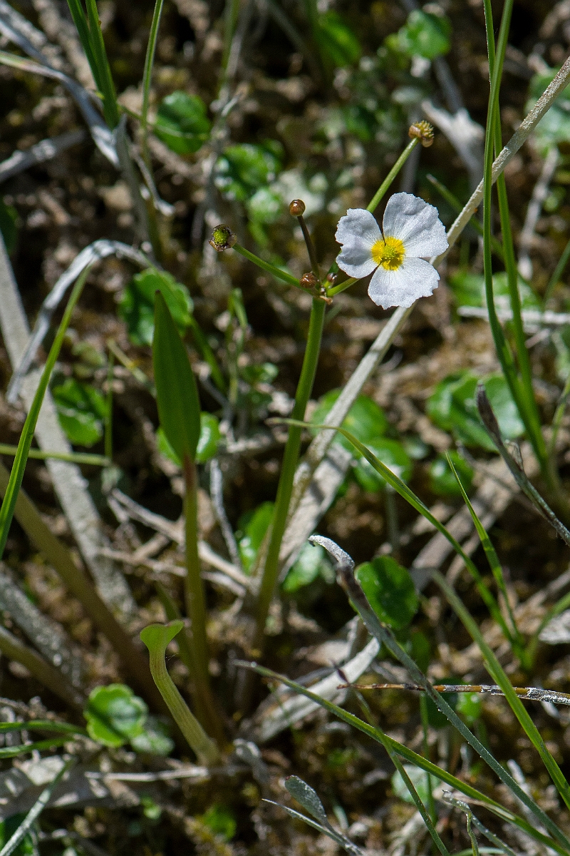 David Plant Photography - Wildlife Photography - Lesser water-plantain - A.JPG - Lesser water-plantain - Bridgend
