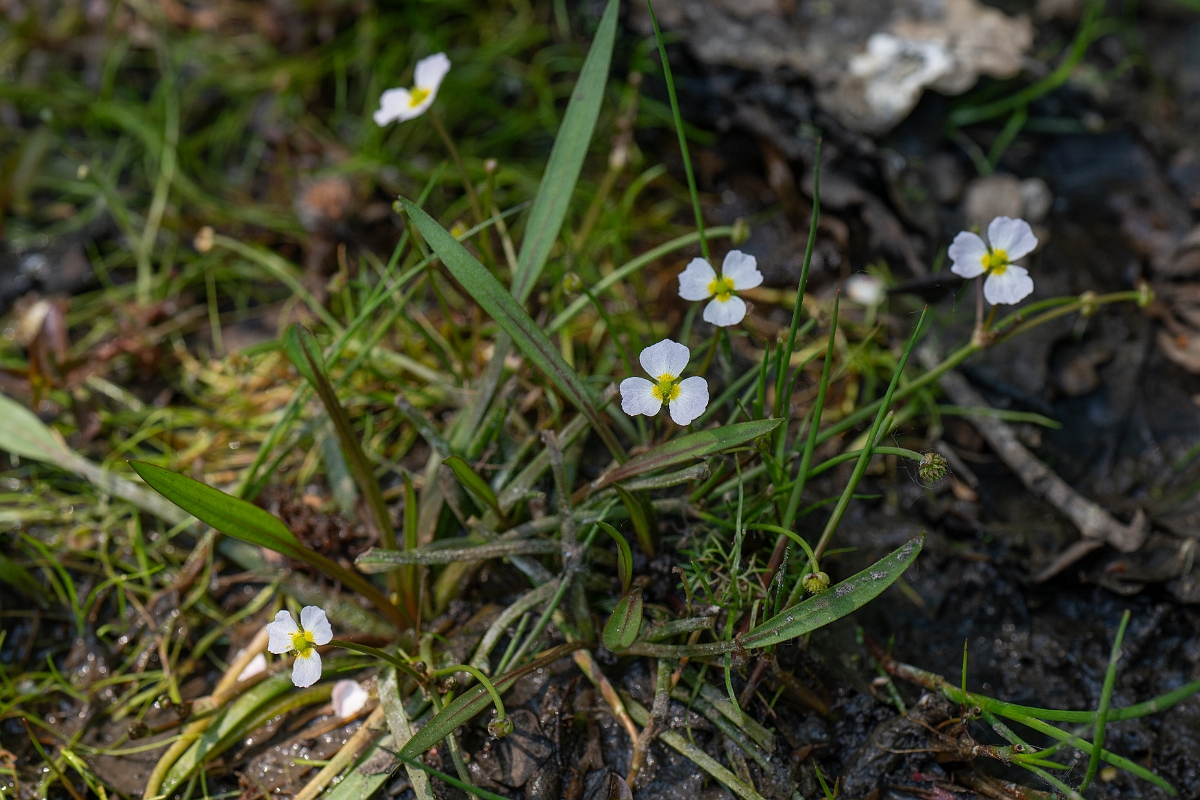 David Plant Photography - Wildlife Photography - Lesser water-plantain - C.jpg - Lesser water-plantain - Hampshire