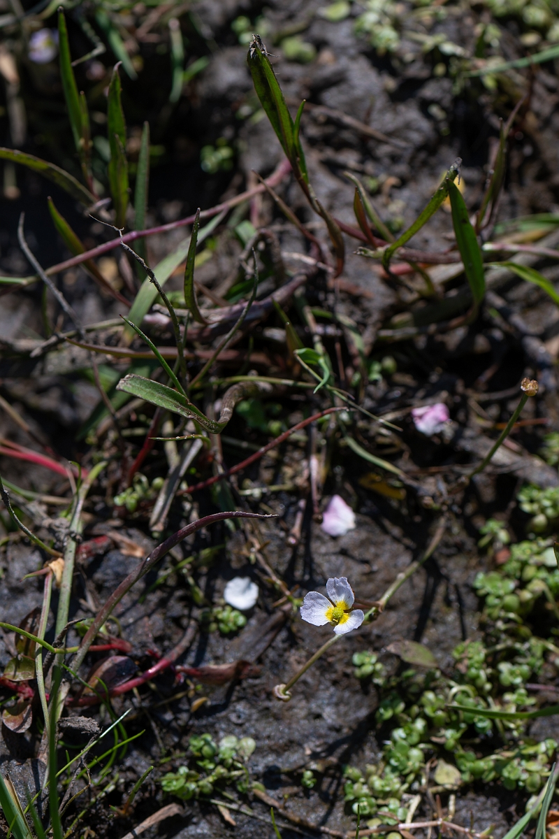 David Plant Photography - Wildlife Photography - Lesser water-plantain - D.jpg - Lesser water-plantain - Hampshire