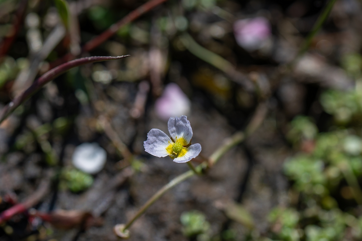 David Plant Photography - Wildlife Photography - Lesser water-plantain - E.jpg - Lesser water-plantain - Hampshire