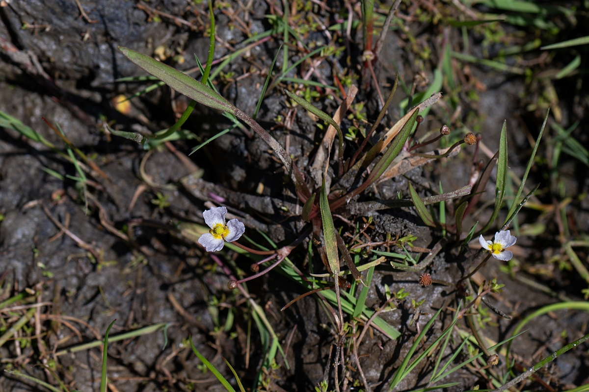 David Plant Photography - Wildlife Photography - Lesser water-plantain - F.jpg - Lesser water-plantain - Hampshire