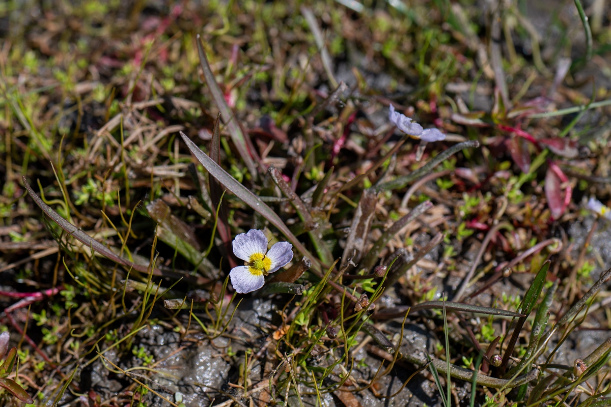 David Plant Photography - Wildlife Photography - Lesser water-plantain - G.jpg - Lesser water-plantain - Hampshire