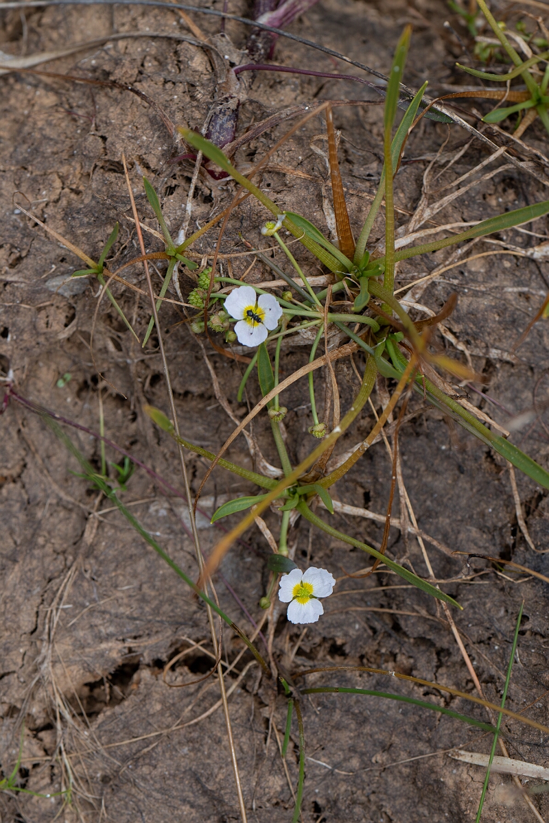 David Plant Photography - Wildlife Photography - Lesser water-plantain - H.jpg - Lesser water-plantain - Cornwall