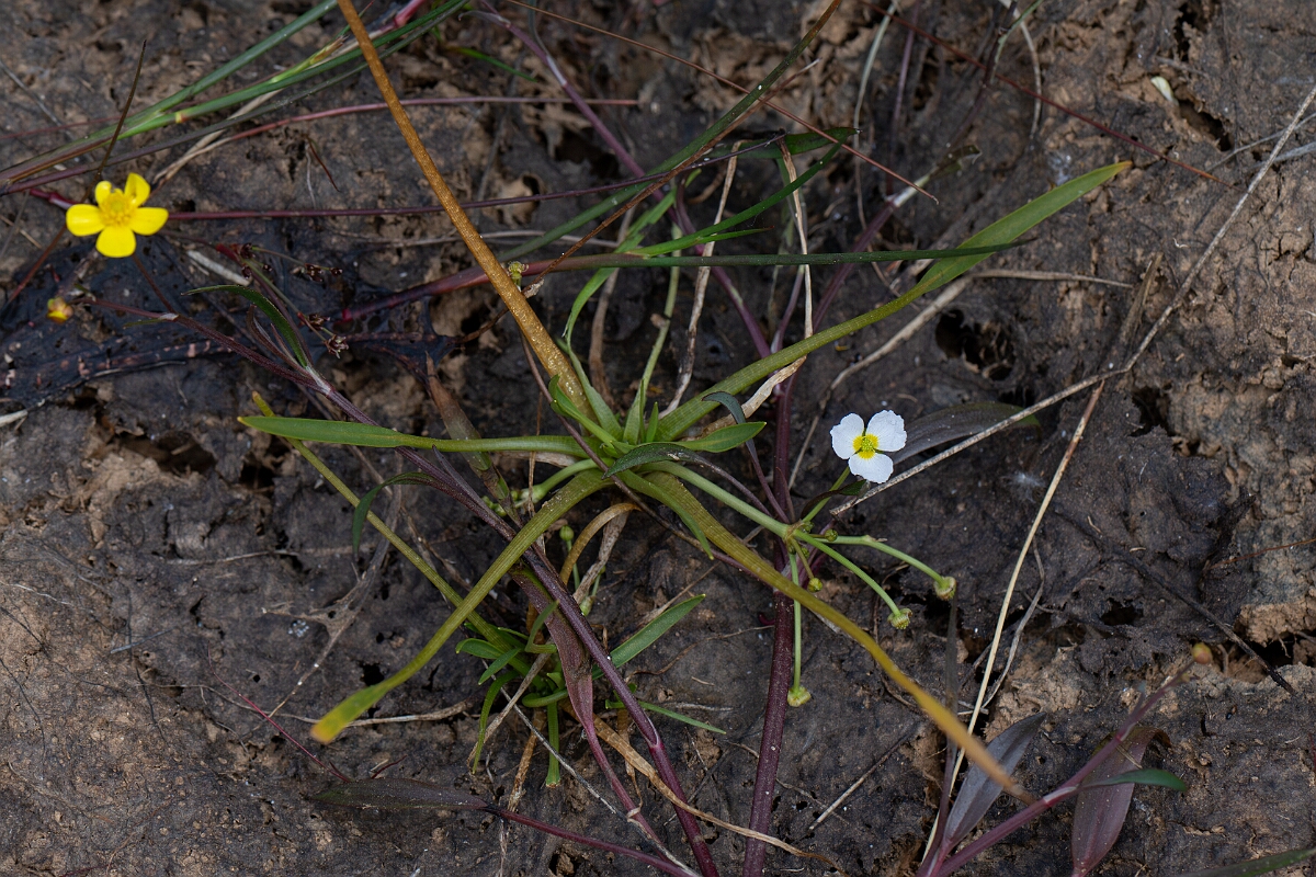David Plant Photography - Wildlife Photography - Lesser water-plantain - I.jpg - Lesser water-plantain - Cornwall