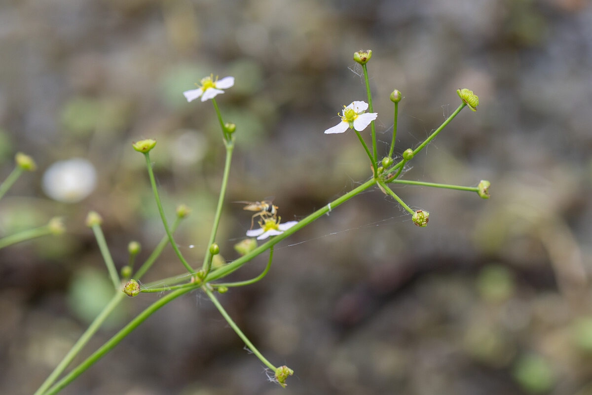 David Plant Photography - Wildlife Photography - Narrow-leaved water-plantain - A.jpg - Narrow-leaved water plantain, Alisma lanceolatum, flower  - Gloucestershire