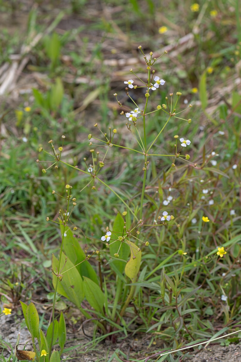 David Plant Photography - Wildlife Photography - Narrow-leaved water-plantain - B.jpg - Narrow-leaved water plantain, Alisma lanceolatum, plant  - Gloucestershire