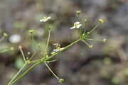 David Plant Photography - Wildlife Photography - Narrow-leaved water-plantain - A