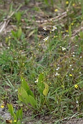 David Plant Photography - Wildlife Photography - Narrow-leaved water-plantain - B