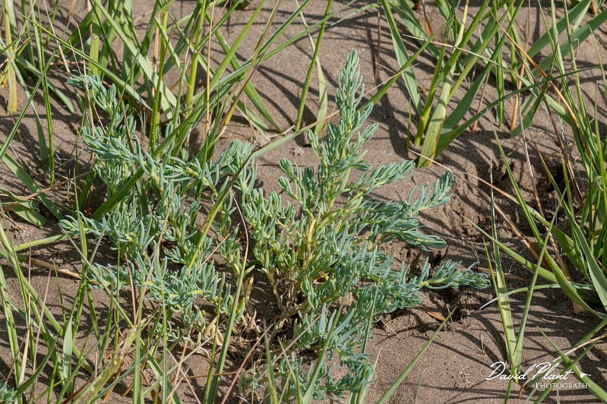 David Plant Photography - Wildlife Photography - Annual seablite - A.jpg - Annual seablite, Suaeda maritima - Devon