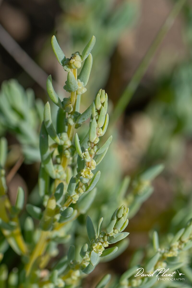 David Plant Photography - Wildlife Photography - Annual seablite - B.jpg - Annual seablite, Suaeda maritima - Devon