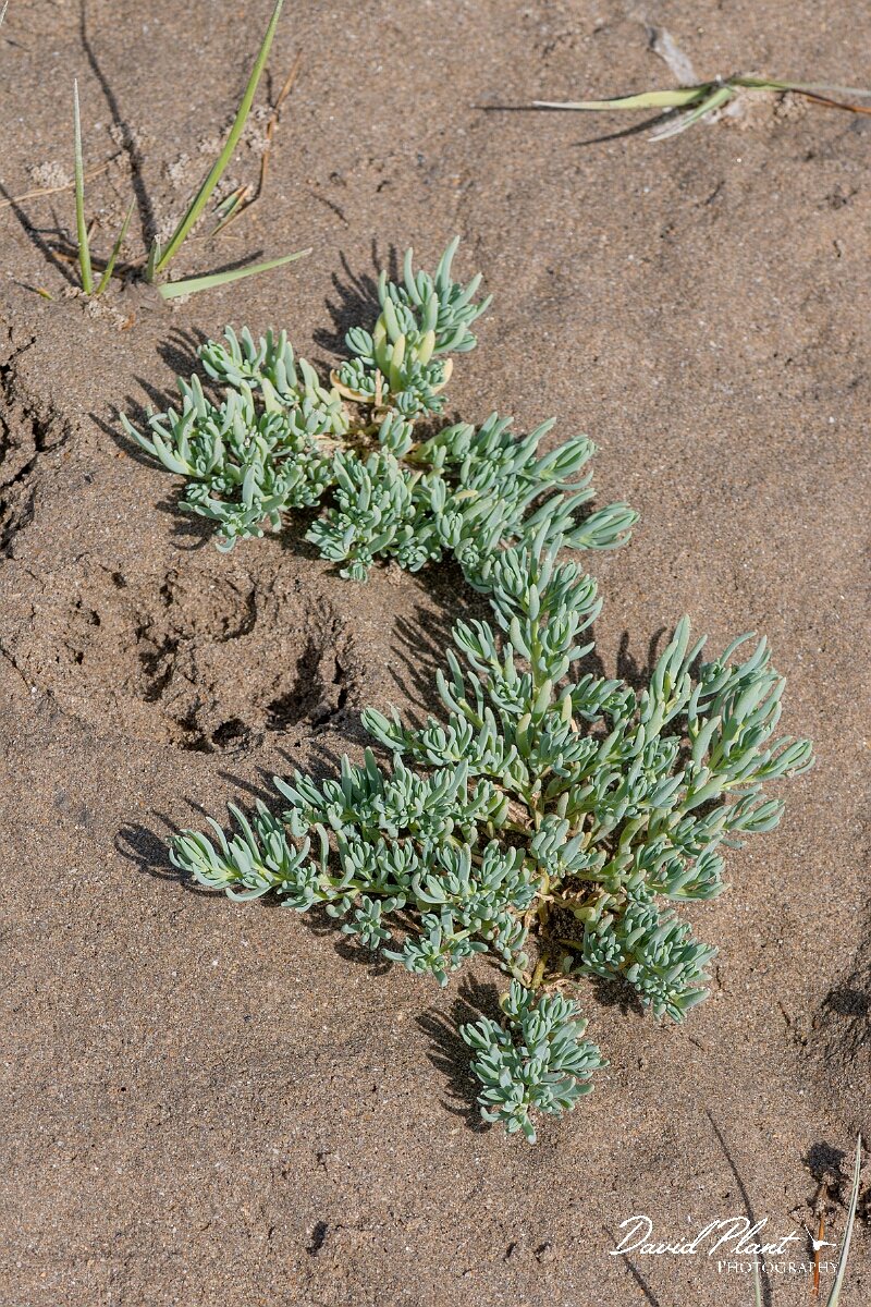 David Plant Photography - Wildlife Photography - Annual seablite - C.jpg - Annual seablite, Suaeda maritima - Devon