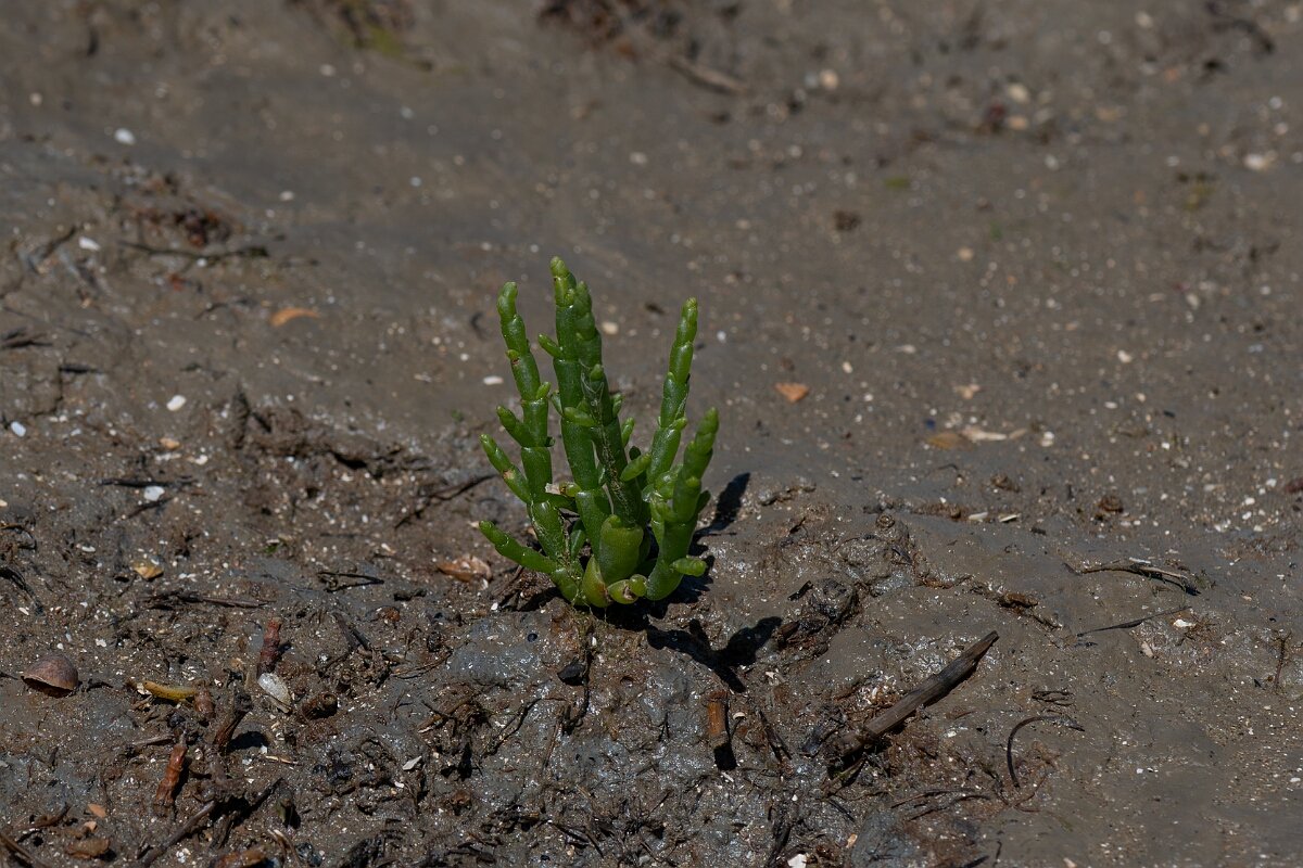 David Plant Photography - Wildlife Photography - Common glasswort - A.jpg - Common glasswort, Salicornia europaea - Hampshire
