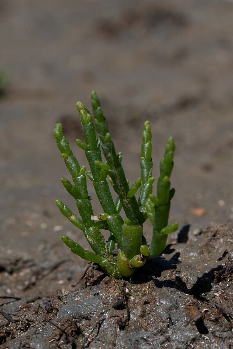 David Plant Photography - Wildlife Photography - Common glasswort - B.jpg - Common glasswort, Salicornia europaea - Hampshire