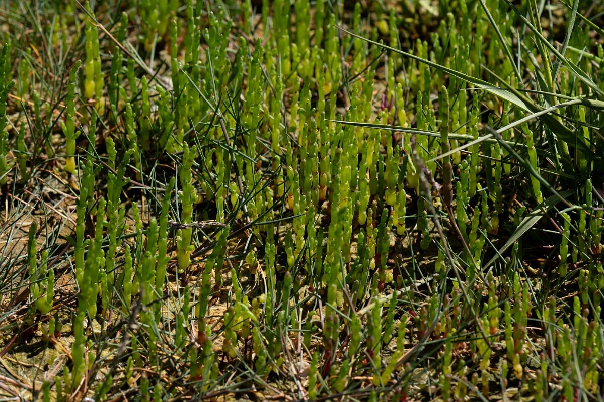 David Plant Photography - Wildlife Photography - Common glasswort - C.jpg - Common glasswort, Salicornia europaea - Hampshire