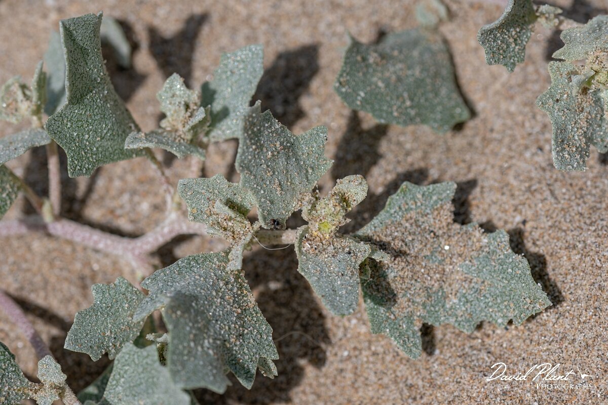 David Plant Photography - Wildlife Photography - Frosted orache - B.jpg - Frosted orache, Atriplex laciniata - Devon