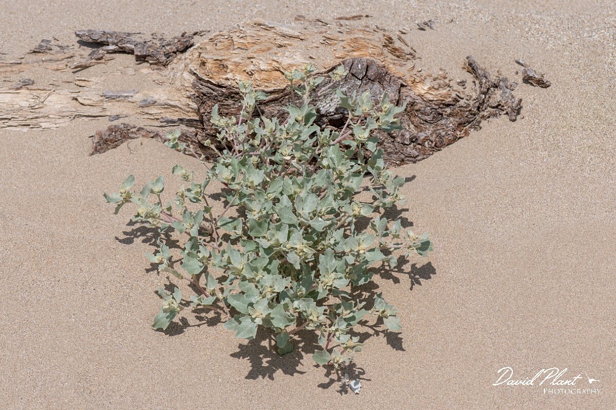 David Plant Photography - Wildlife Photography - Frosted orache - C.jpg - Frosted orache, Atriplex laciniata - Devon