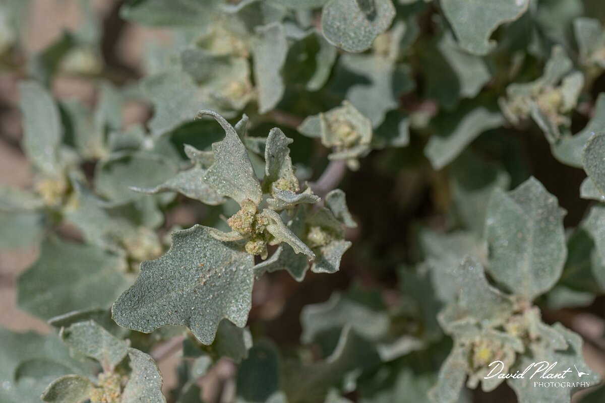 David Plant Photography - Wildlife Photography - Frosted orache - D.jpg - Frosted orache, Atriplex laciniata - Devon