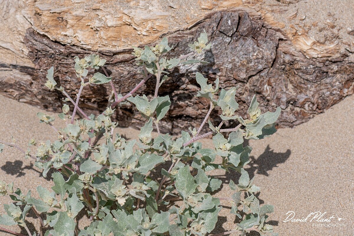 David Plant Photography - Wildlife Photography - Frosted orache - E.jpg - Frosted orache, Atriplex laciniata - Devon